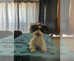 Small Schnauzer (Miniature)