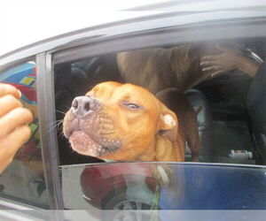 Rhodesian Ridgeback Dogs for adoption in Ocala, FL, USA