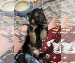 Puppy 5 German Shepherd Dog