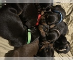Small Doberman Pinscher