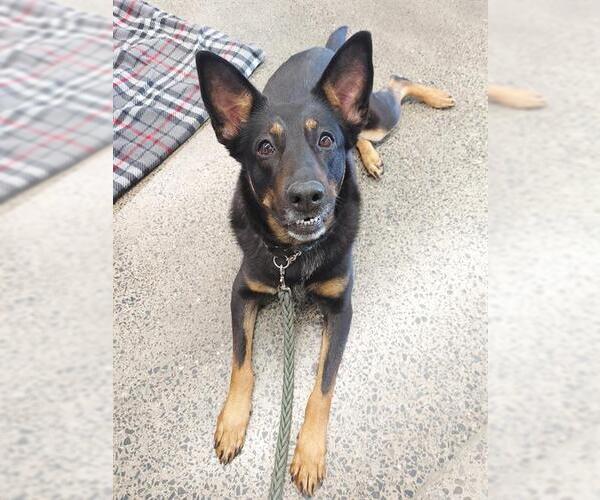 Medium Photo #2 German Shepherd Dog Puppy For Sale in Toronto, Ontario, Canada