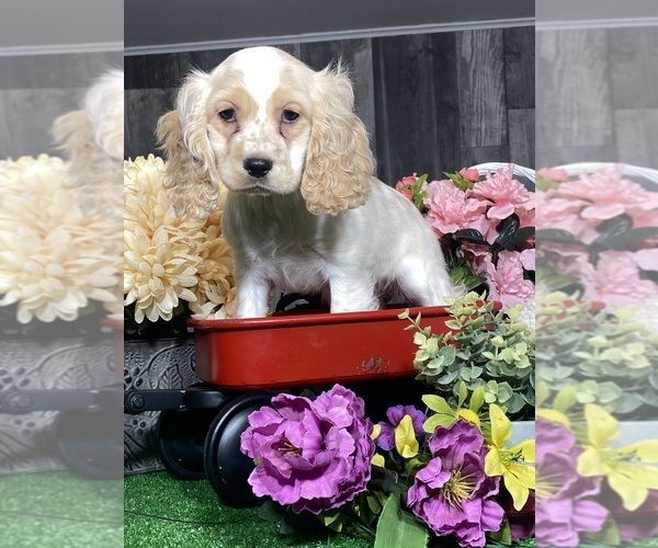Medium Photo #6 Cocker Spaniel Puppy For Sale in CANOGA, NY, USA