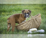 Small #2 Boxer