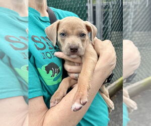 American Staffordshire Terrier-Unknown Mix Dogs for adoption in Brewster, NY, USA