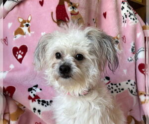Maltese-Unknown Mix Dogs for adoption in Wheaton, IL, USA