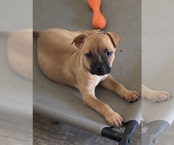 Medium Photo #8 Boxer-Unknown Mix Puppy For Sale in San Diego, CA, USA