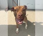 Small #2 Boxer Mix