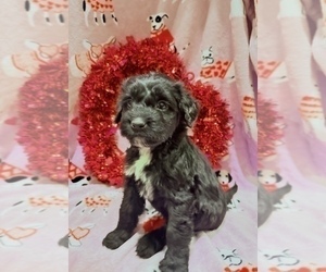 Portuguese Water Dog Puppy for sale in SWARTZ CREEK, MI, USA