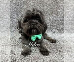 Small #3 Shih Tzu Mix