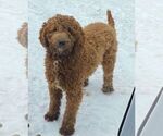 Small Photo #1 Goldendoodle (Miniature) Puppy For Sale in LANCASTER, PA, USA