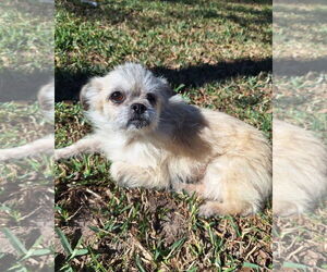 ShiChi Dogs for adoption in The Woodlands, TX, USA