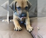 Small #13 Rhodesian Ridgeback