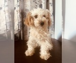 Small Photo #4 Poodle (Miniature) Puppy For Sale in DURHAM, CT, USA