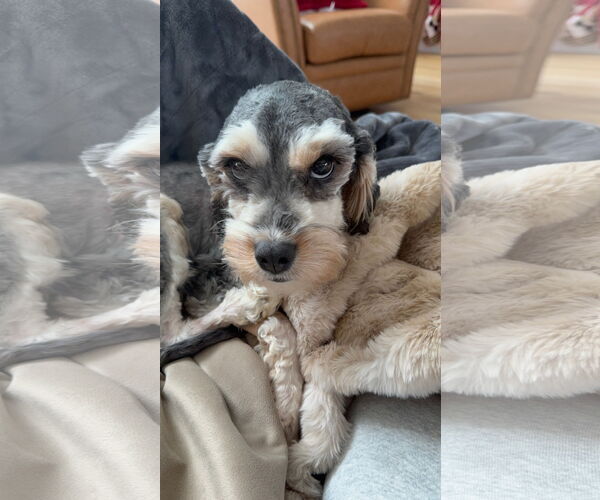 Medium Photo #2 Cavapoo (Miniature) Puppy For Sale in McKinney, TX, USA