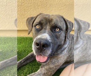 Mastiff-Unknown Mix Puppy for sale in LOS ANGELES, CA, USA