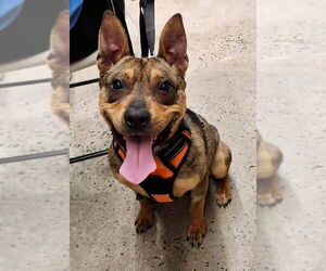 Ranger *Adopt* - Male Mutt Dog for Adoption - Photo #2
