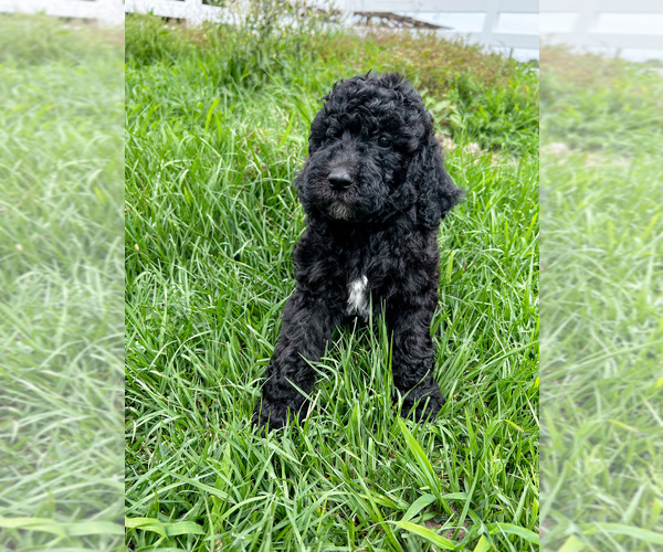 Medium Photo #11 Poodle (Standard) Puppy For Sale in TIMMONSVILLE, SC, USA