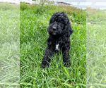 Small Photo #11 Poodle (Standard) Puppy For Sale in TIMMONSVILLE, SC, USA