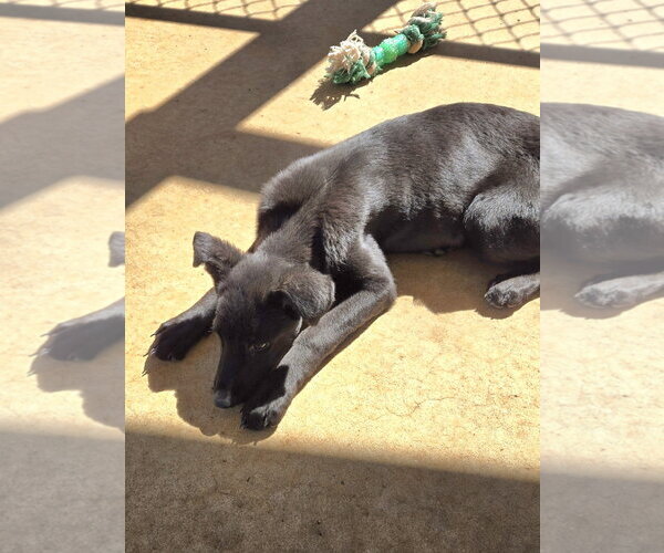 Medium Photo #4 Mutt Puppy For Sale in Rustburg, VA, USA