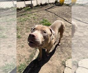 Mutt Dogs for adoption in Tulsa, OK, USA