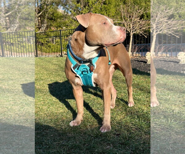 Medium Photo #7 American Pit Bull Terrier-Unknown Mix Puppy For Sale in Germantown, OH, USA