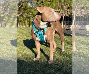 Oklahoma - Male American Pit Bull Terrier-Unknown Mix Dog for Adoption - Photo #7
