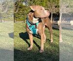 Small #6 American Pit Bull Terrier Mix