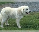 Small Photo #19 Great Pyrenees Puppy For Sale in MOUNT AIRY, NC, USA