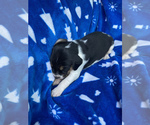 Small Photo #13 American Foxhound Puppy For Sale in AIKEN, SC, USA