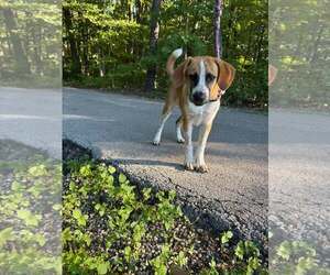 Johnny - Male Mutt Dog for Adoption - Photo #2