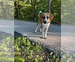 Small Photo #2 Mutt Puppy For Sale in Frenchburg, KY, USA
