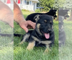 German Shepherd Dog Puppy for sale in GOSHEN, IN, USA