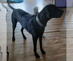 Small Photo #4 Great Dane Puppy For Sale in Newfoundland, PA, USA