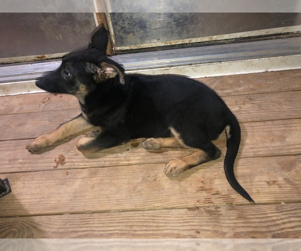 Medium Photo #3 German Shepherd Dog Puppy For Sale in PINSON, AL, USA