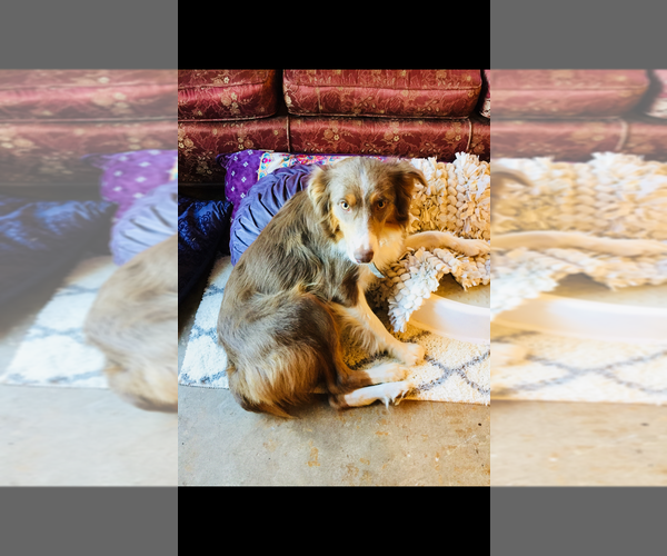 Medium Photo #11 Border-Aussie Puppy For Sale in CHOCTAW, OK, USA