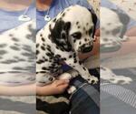 Small Photo #2 Dalmatian Puppy For Sale in JAMESTOWN, NY, USA