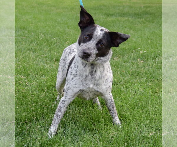 Medium Photo #3 Border Collie-Unknown Mix Puppy For Sale in Huntley, IL, USA
