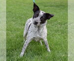 Small #2 Border Collie Mix