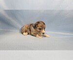 Small Photo #39 Bernedoodle (Miniature) Puppy For Sale in BLACK FOREST, CO, USA
