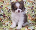 Small #3 Pomeranian