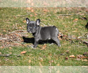 French Bulldog Puppy for sale in MARIONVILLE, MO, USA