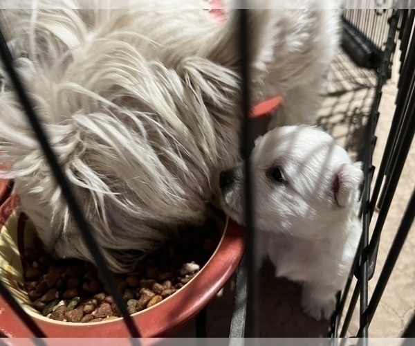 Medium Photo #16 West Highland White Terrier Puppy For Sale in PHOENIX, AZ, USA