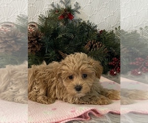 Maltese-Poodle (Toy) Mix Puppy for sale in SENECA FALLS, NY, USA