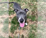 Small #2 American Pit Bull Terrier-American Staffordshire Terrier Mix