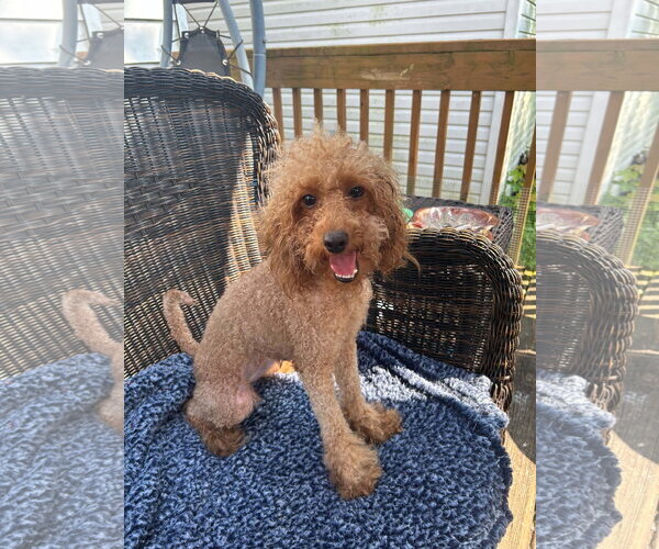 Medium Photo #4 Poodle (Miniature)-Unknown Mix Puppy For Sale in Hinckley, IL, USA