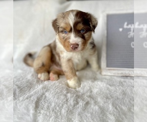 Miniature Australian Shepherd Puppy for sale in HOLLAND, MI, USA