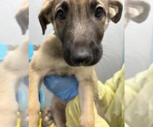 German Shepherd Dog-Unknown Mix Dogs for adoption in Las Vegas, NV, USA