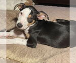 Small #1 Australian Shepherd Mix