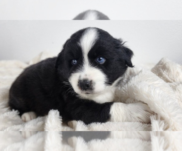 Medium Photo #3 Miniature Australian Shepherd Puppy For Sale in PRAIRIE GROVE, AR, USA