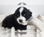Small Photo #3 Miniature Australian Shepherd Puppy For Sale in PRAIRIE GROVE, AR, USA